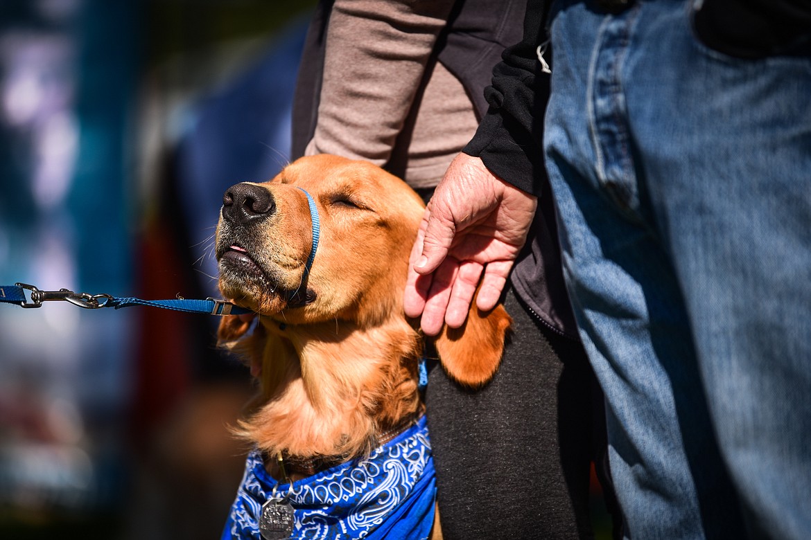 A golden retriever receives pets while its owners watch demonstrations at GoldenStock Montana at Haymoon Resort in Whitefish on Saturday, Sept. 17. GoldenStock Montana is a gathering of golden retrievers and their owners to support Montana Precious Gold golden retriever rescue. (Casey Kreider/Daily Inter Lake)