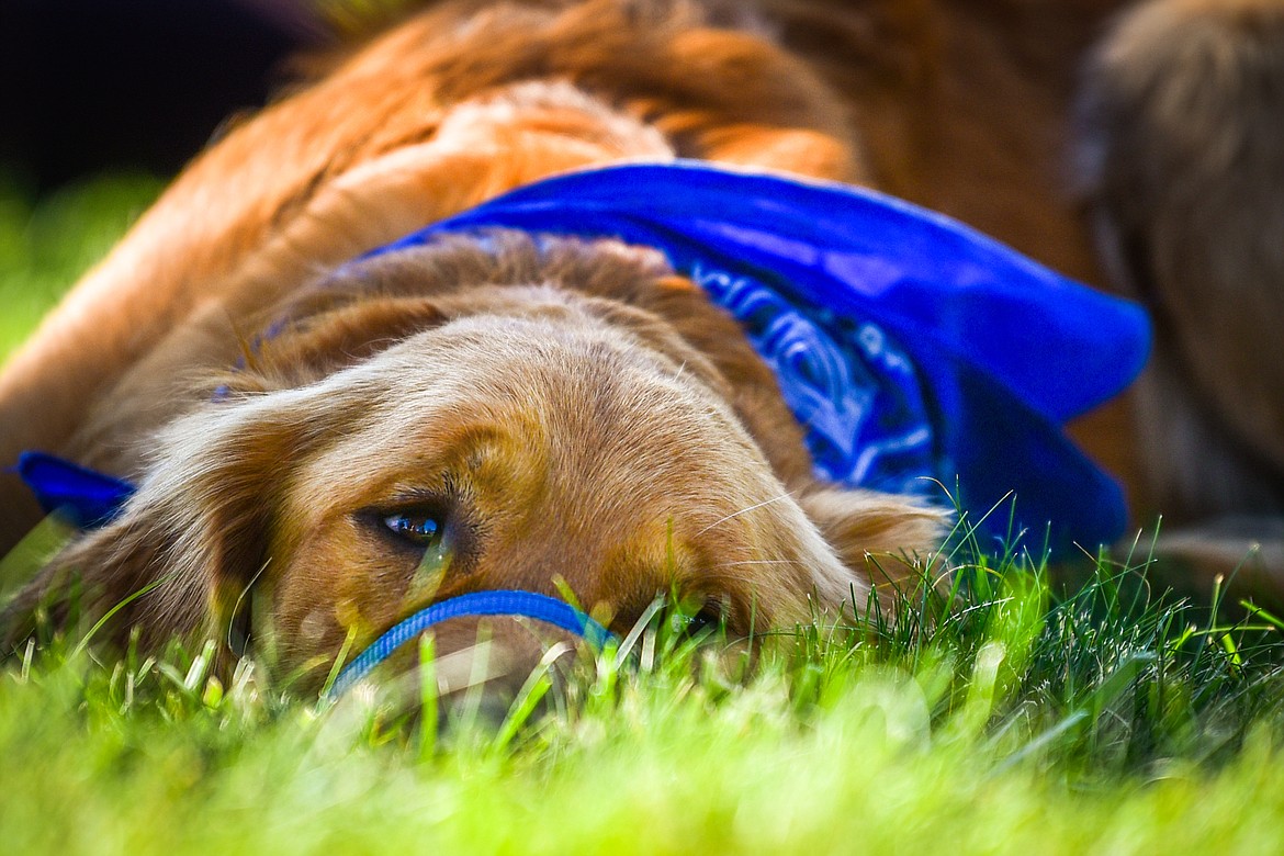 A golden retriever snoozes during a demonstration at GoldenStock Montana at Haymoon Resort in Whitefish on Saturday, Sept. 17. GoldenStock Montana is a gathering of golden retrievers and their owners to support Montana Precious Gold golden retriever rescue. (Casey Kreider/Daily Inter Lake)