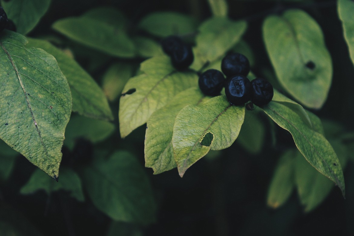 Huckleberries are a dietary treat across the Pacific and Inland Northwest. The fruit is taking a bit of a beating under difficult climate conditions in recent years.