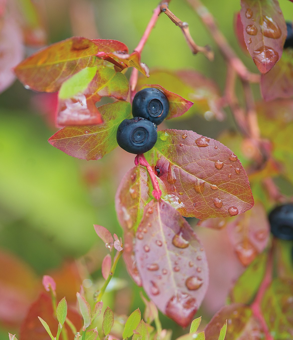 The huckleberry is a key food source for bears and other wildlife. (Hungry Horse News file photo)