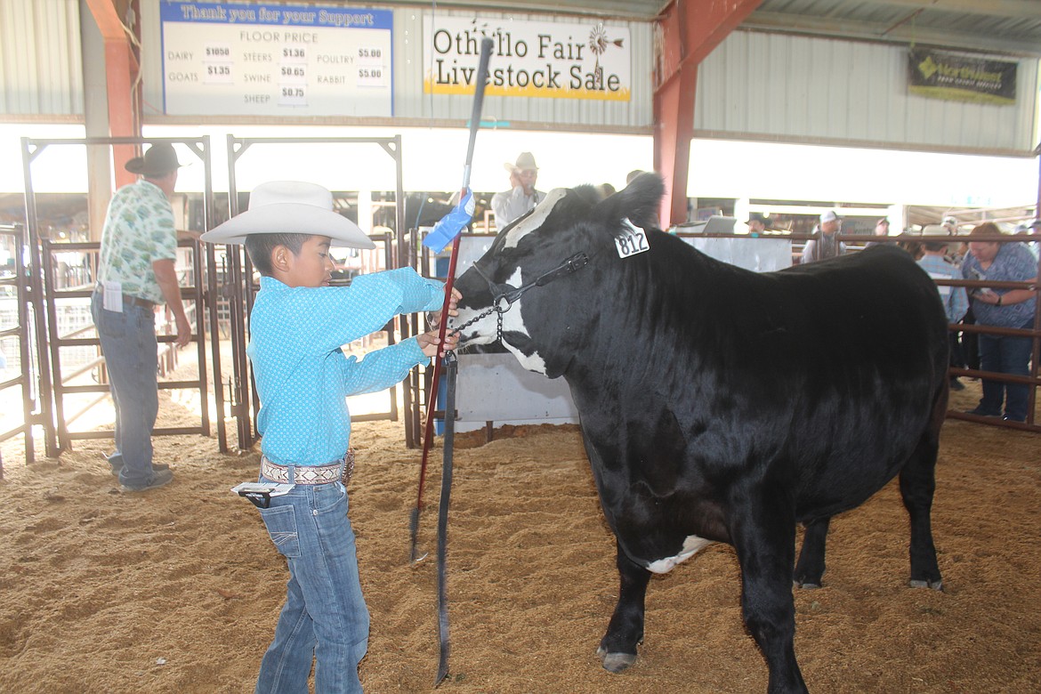 Julian Gonzalez maneuvers his steer around the ring during the stock sale at the Othello Fair Saturday.