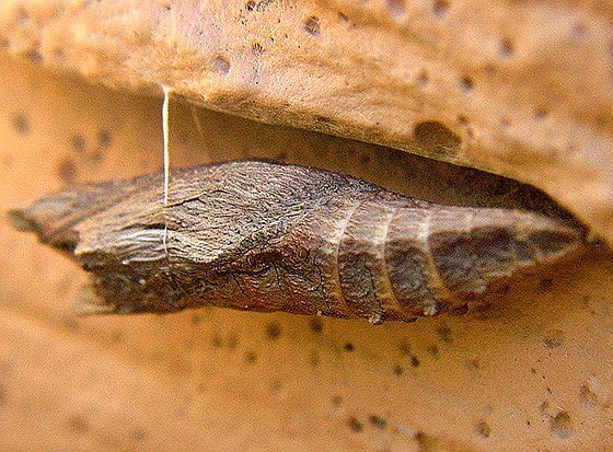 A Western Tiger Swallowtail Chrysalis, Papilio rutulus.