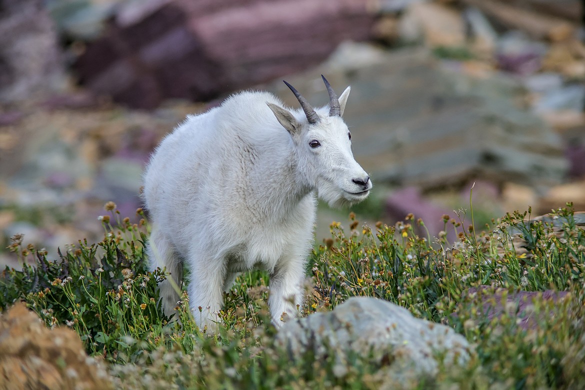 A mountain goat on trail near Hidden Lake overlook. (JP Edge photo)