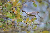 Glacier Park bird monitoring part of continent-wide collaboration