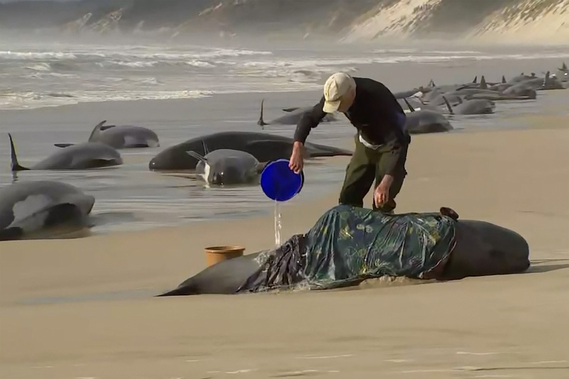 In this image made from a video, a rescuer pours water on one of stranded whales on Ocean Beach, near Strahan, Australia Wednesday, Sept. 21, 2022. More than 200 whales have been stranded on Tasmania’s west coast, just days after 14 sperm whales were found beached on an island off the southeastern coast. (Australian Broadcasting Corporation via AP)