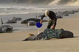 Some 230 whales beached in Tasmania; rescue efforts underway