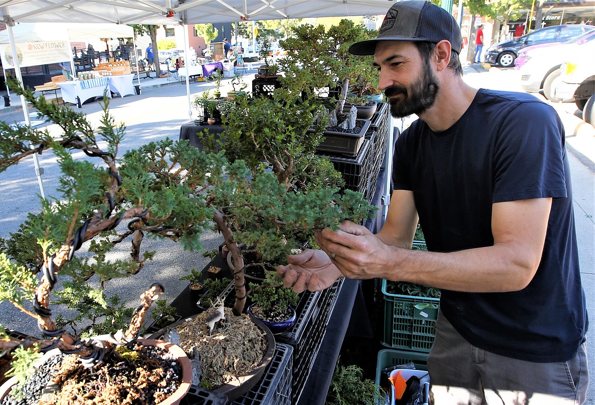 "Bonsai Bob" Gray, owner of Gray to Green Nursery, sets up for the farmers market in downtown Coeur d'Alene on Wednesday.