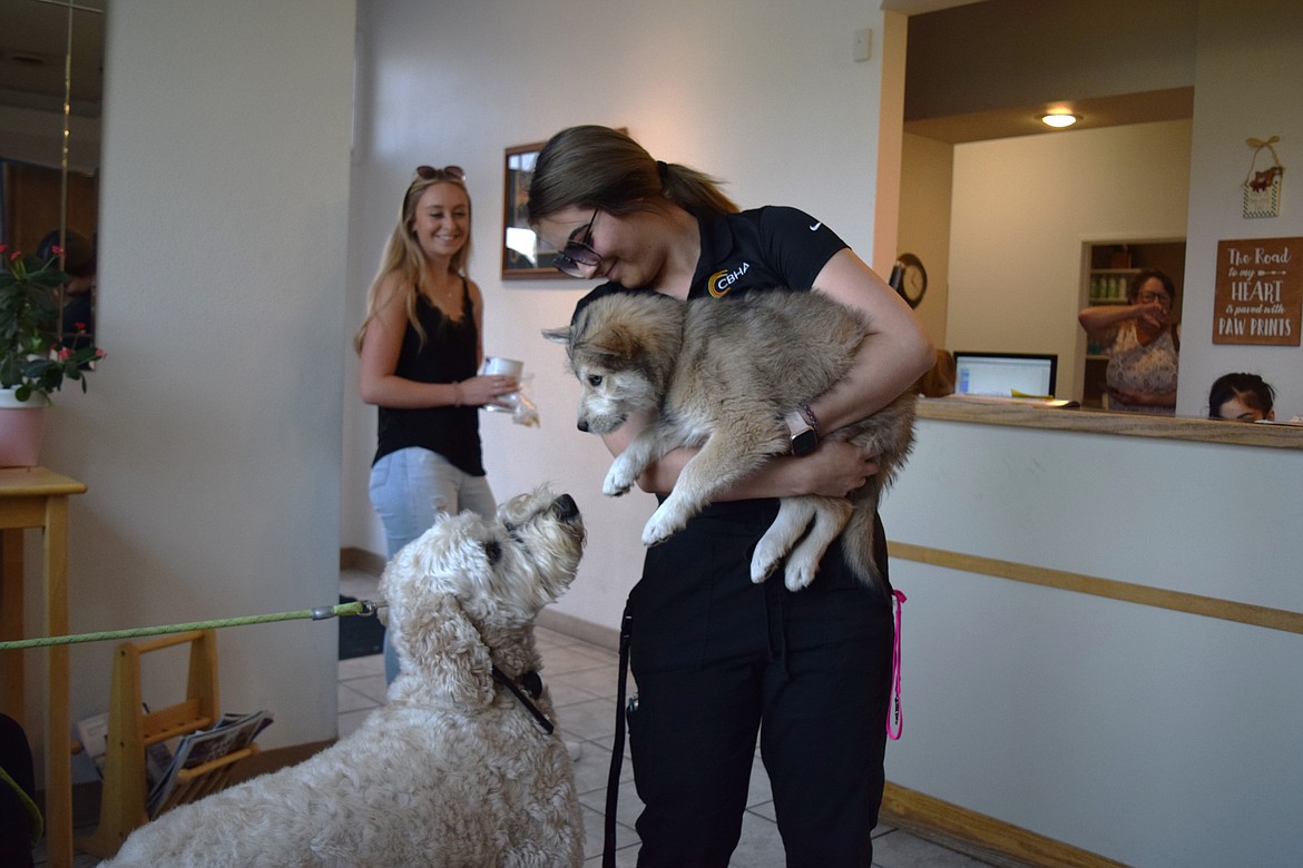 Jacky Herrera and her puppy Mila say hello to Arlo — owned by Wendy Weston (off camera) — as Herrera prepares to check out following an appointment at Pioneer Veterinary Clinic in Moses Lake last Thursday.