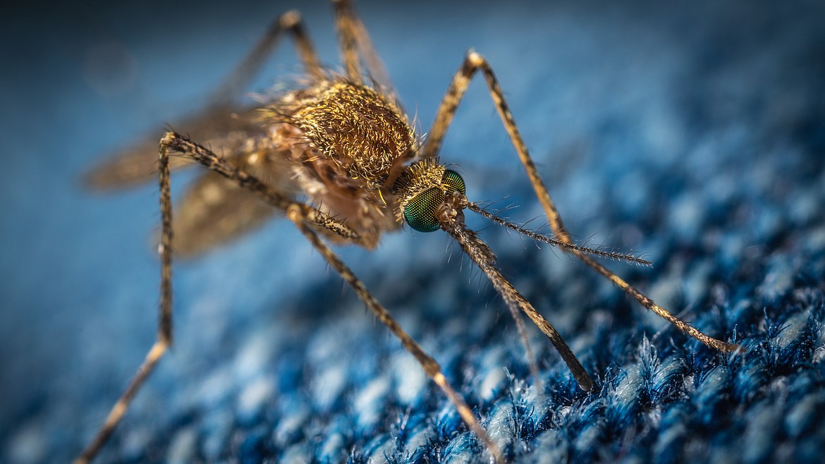 Managing mosquito populations has multiple benefits. Not only are the bugs an itchy annoyance, they also spread disease among people and animals.