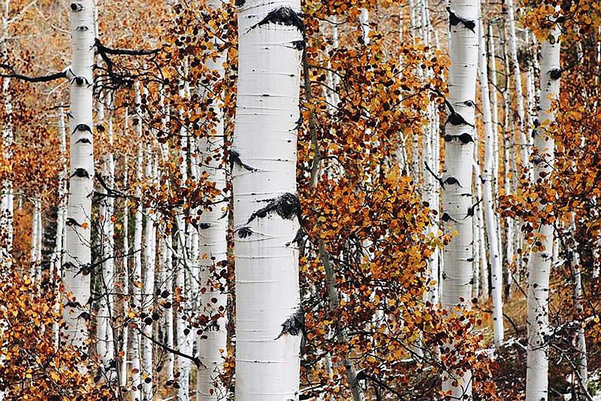 The bark of the Quaking Aspen is gray-white with horizontal black markings and knots. While the bark resembles Paper Birch, it does not peel.