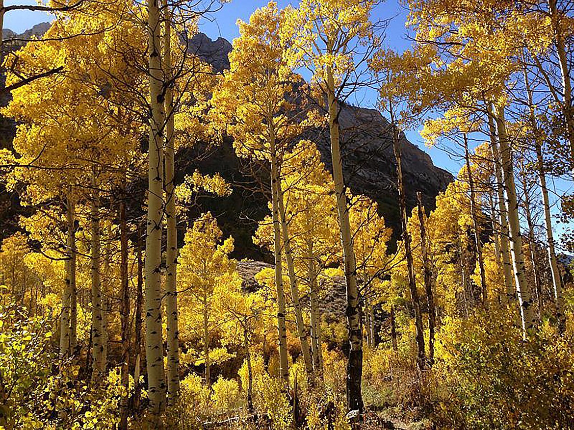 Quaking Aspen Bring Beauty To Landscape Bonner County Daily Bee KNPS Quaking Aspen Color 2022 T1170