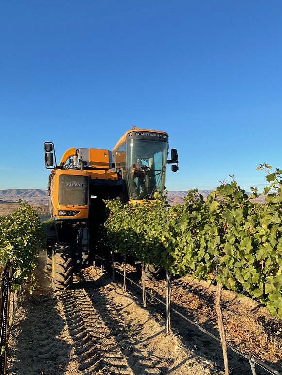 Wine grape grower Steele Brown harvests pinot noir grapes in the family vineyard next to the Wild Horse Monument near Vantage.