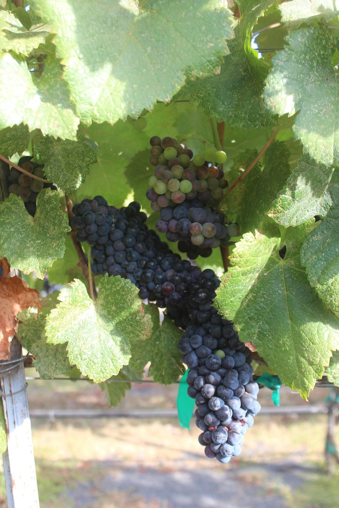 Clusters of wine grapes in a vineyard near Moses Lake.