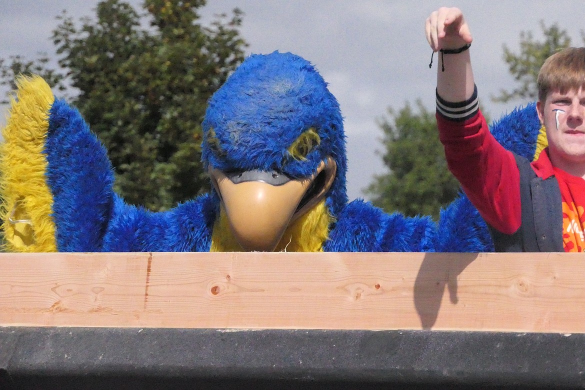 The Blue Hawks mascot peers over the side rail of a large truck moving slowly through the streets of downtown Thompson Falls as part of homecoming festivities on Saturday. (Chuck Bandel/VP-MI)