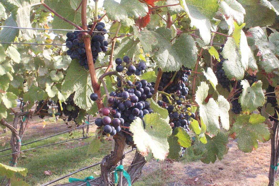 Wine grapes in a vineyard near Moses Lake. Growers say they like what they are seeing in the vineyards as the 2022 harvest gets underway.