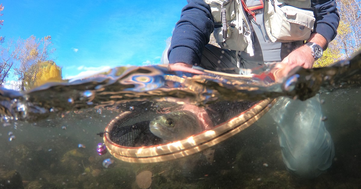 Deep Dive into FLBS: A Life Line for Trout Fishing | Bigfork Eagle