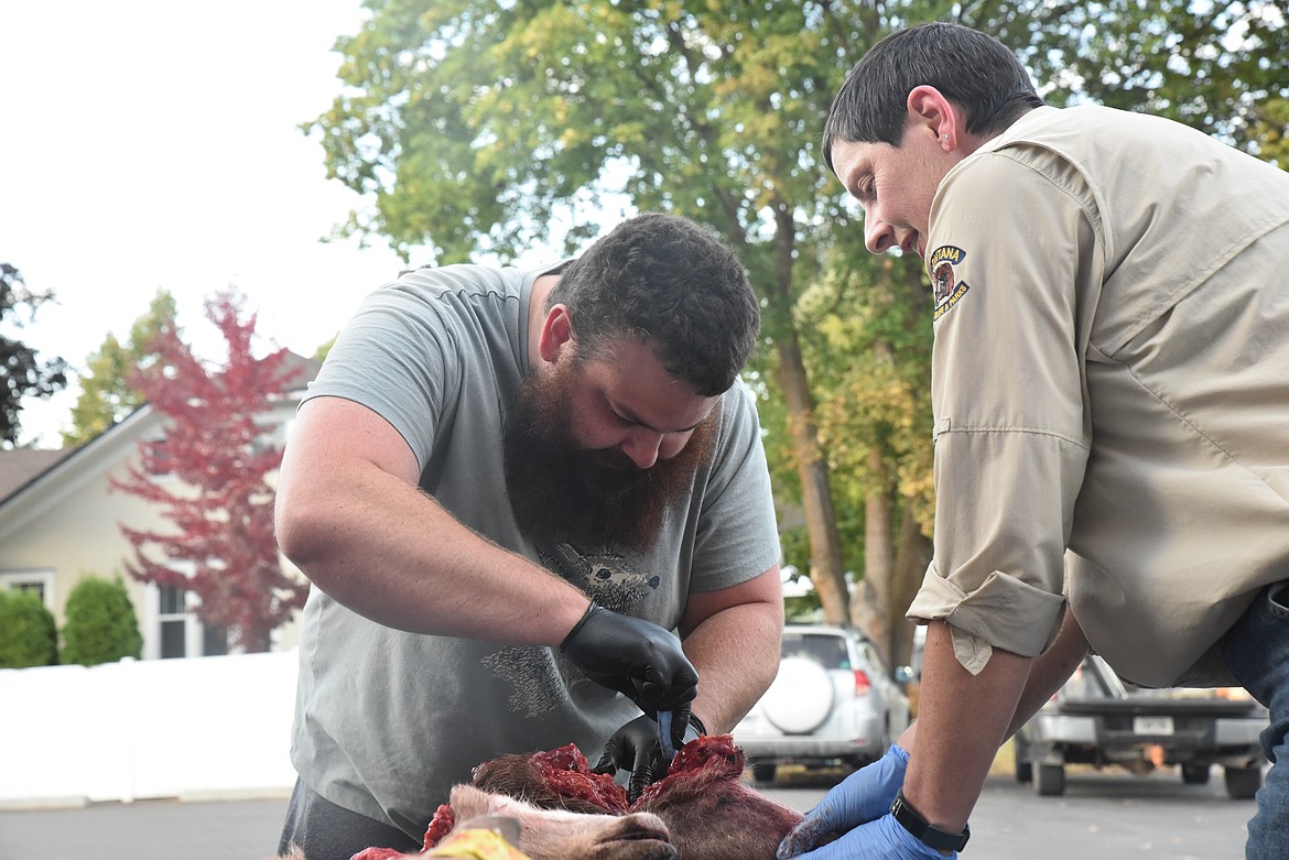 Troy resident Thomas Bertram practices removing the lymph nodes from a white-tailed deer head as Montana Fish, Wildlife and Parks Wildlife Biologist Tonya Chilton-Radant watches during a Chronic Wasting Disease clinic for hunters at Libby Sports Center Tuesday evening. (Scott Shindledecker/The Western News)