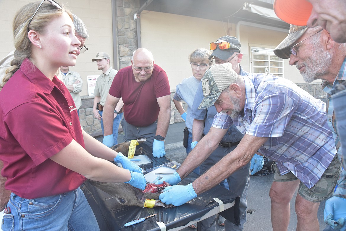 Montana Fish, Wildlife and Parks Region 1 Chronic Wasting Disease Coordinator Lindsey Walden explains how to remove the lymph nodes from a white-tailed deer head during a CWD clinic for hunters at Libby Sports Center Tuesday evening. (Scott Shindledecker/The Western News)