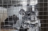 Welfare group reports severe breaches on Romanian fur farms