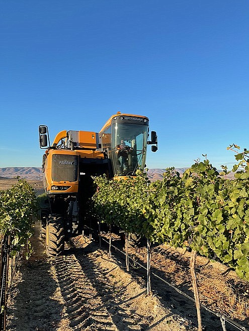 Grower Steele Brown works a row of wine grapes in his vineyard above Vantage.