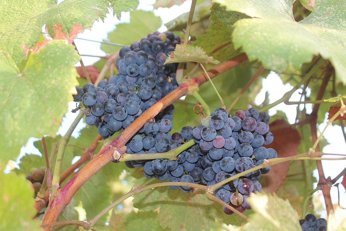 Wine grapes in a vineyard near Moses Lake. Growers say they like what they are seeing in the vineyards as the 2022 harvest gets underway.