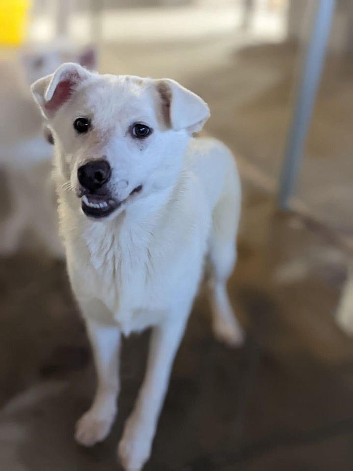 Meet Vesna, a female husky mix about 10 months old. Vesna was surrendered to us with her mother and three littermates, all of whom came in with mange and were not well socialized. She’s friendly and shy and likes toys. She plays well with other dogs her own size or bigger. She’s not very confident being on a leash yet, but she’s working on it.
For more information, call Adams County Pet Rescue at 509-488-5544 or by visiting us on the web at adamscountypetrescue.com. Vesna and other pets may be found at our shelter located at 1961 W. Bench Road in Othello.