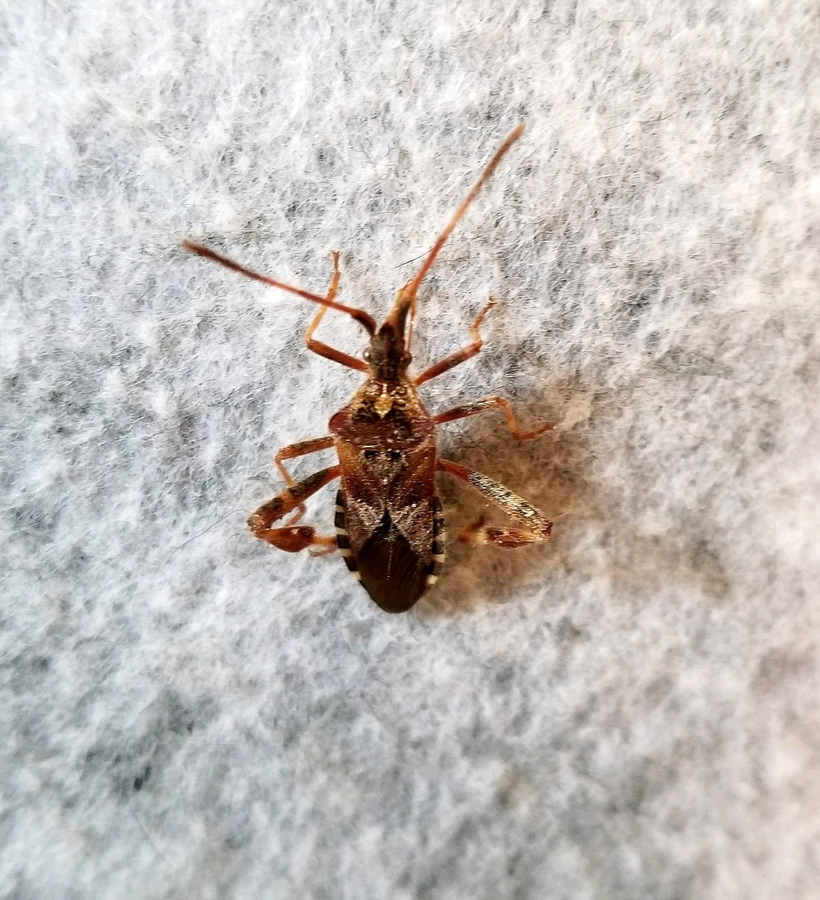 Leptoglossus occidentalis, or Western conifer seed bugs, are finding their way into North Idaho homes. Don't worry — unless you're a conifer seed, they're harmless. Just stinky.