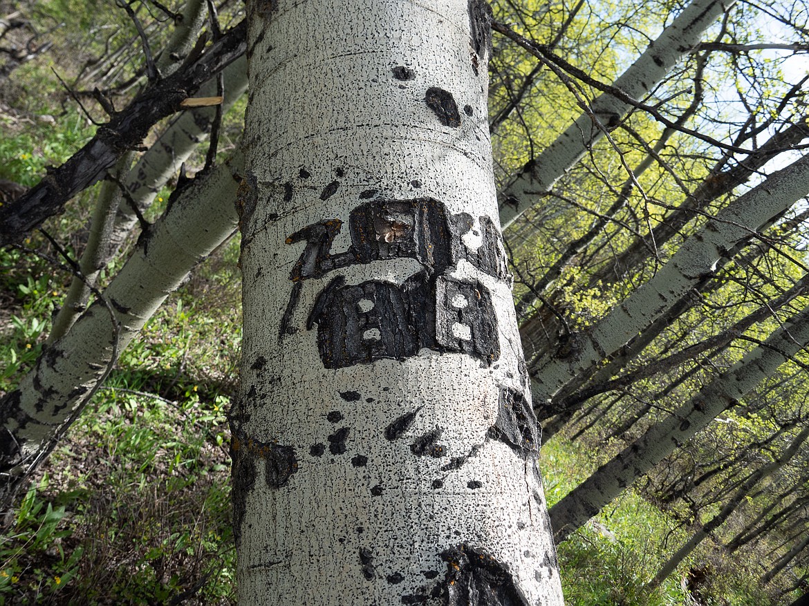 A culturally modified tree near the John George “Kootenai” Brown cabin marked with the letters ZEKE and number 88. Their meaning is unknown. (photo provided)