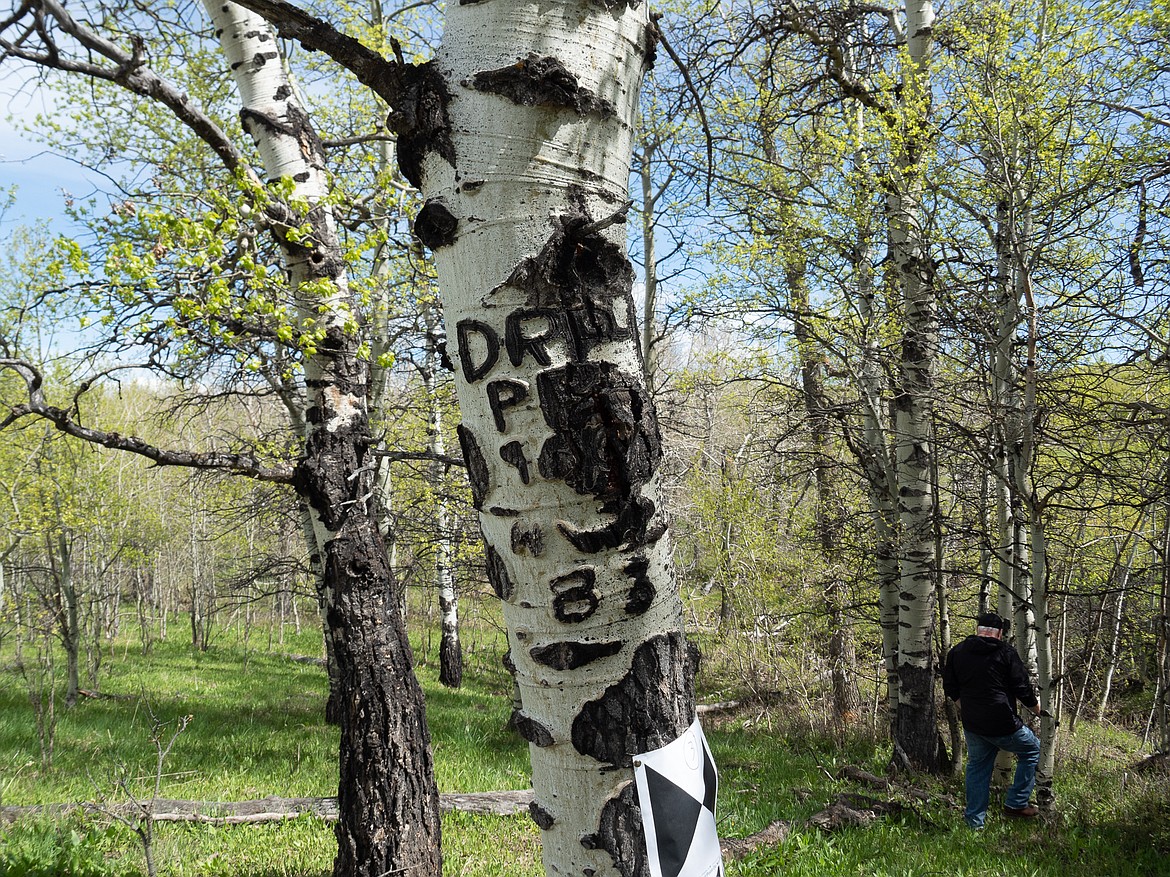 A tree near the John George “Kootenai” Brown cabin marked with several letters and numbers. Their meaning is unknown. (photo provided)