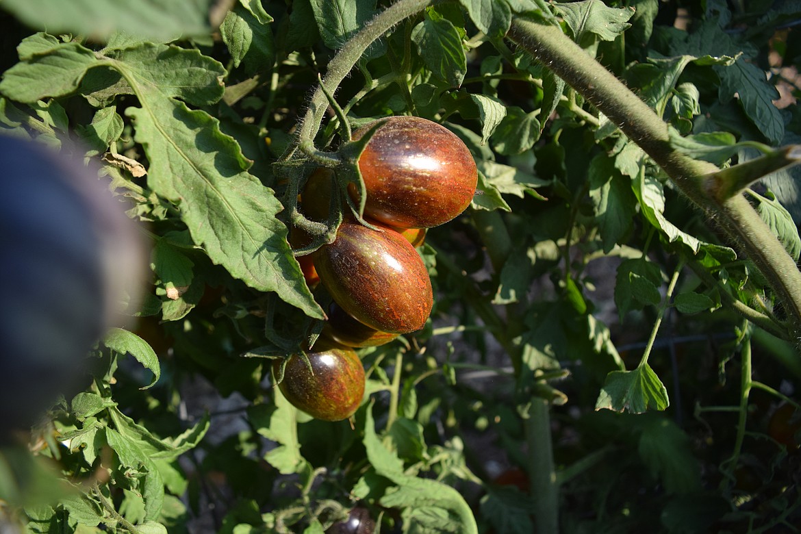 Tomatoes ripen on the vine in Don Key’s Moses Lake garden. These tomatoes are destined to be donated to the Moses Lake Food Bank.