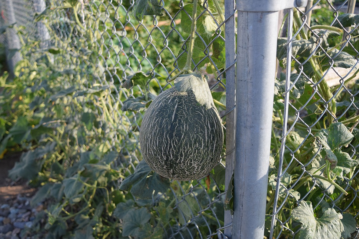 A melon hangs from a vine wrapped around the chain link fence enclosing Don Key's garden in Moses Lake.