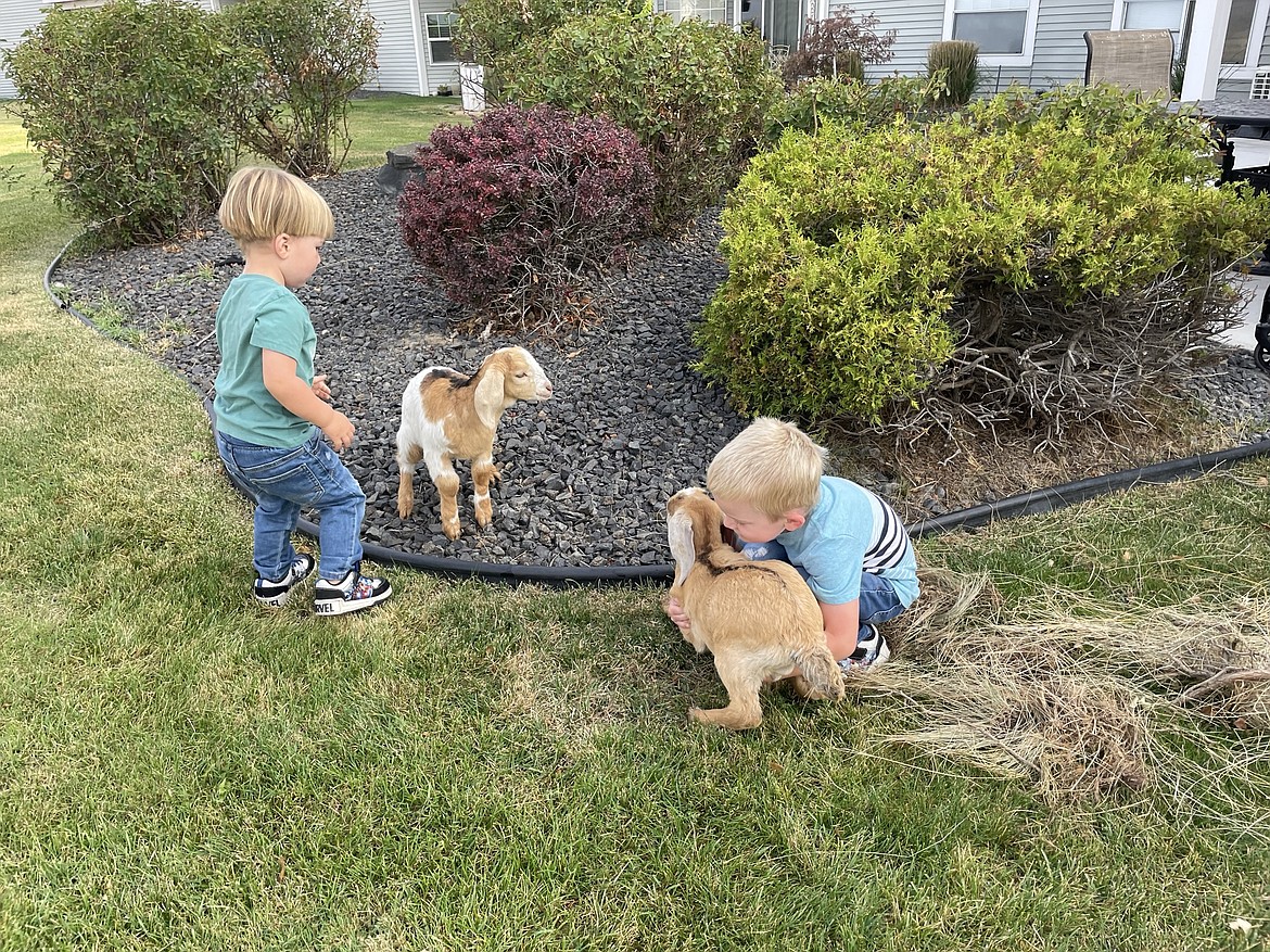 Brookdale Hearthstone Administrator Joe Ketterer’s sons Carter, left, and Hunter, follow their goats Mr. Speedy and Little Miss Lovebug around one of the rear yards at the assisted living facility.