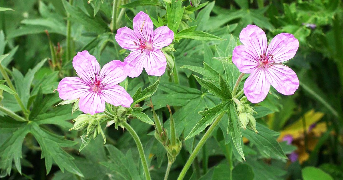 Sticky geraniums are delightful garden addition Bonner County Daily Bee