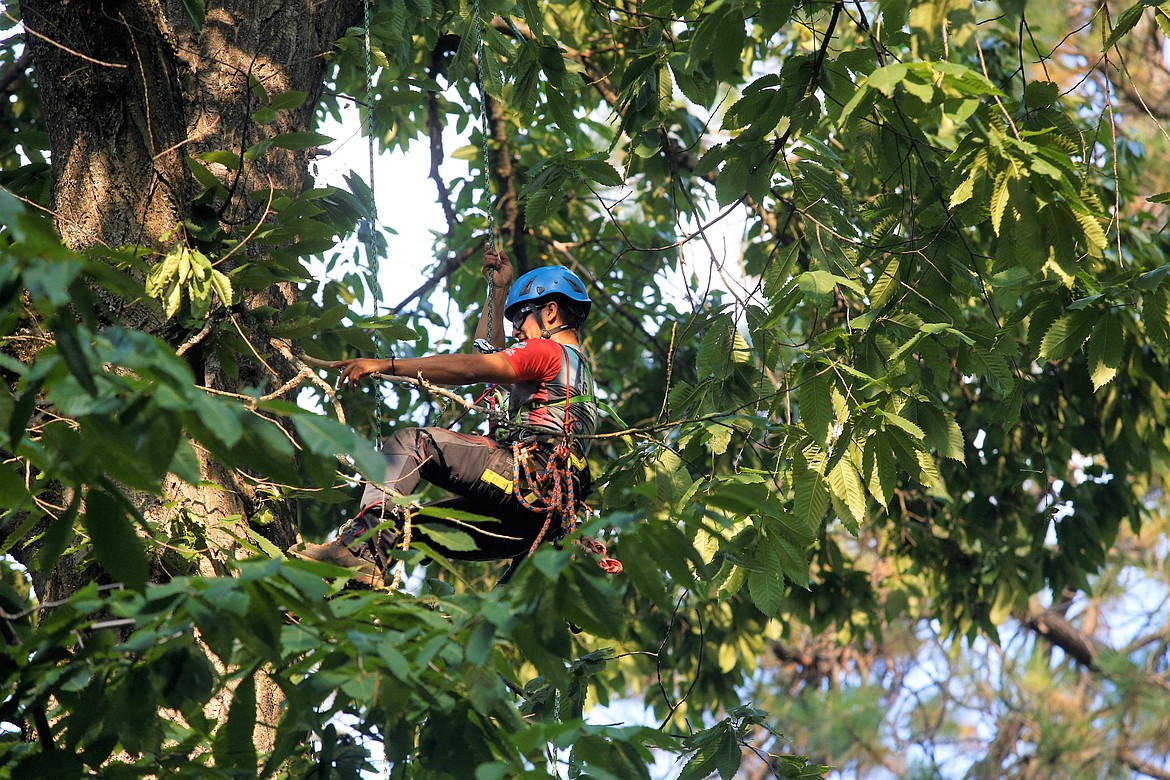 Noel Rodriguez works his way through the final round of the Pacific Northwest International Society of Arboriculture’s annual Tree Climbing Championship on Saturday at City Park.