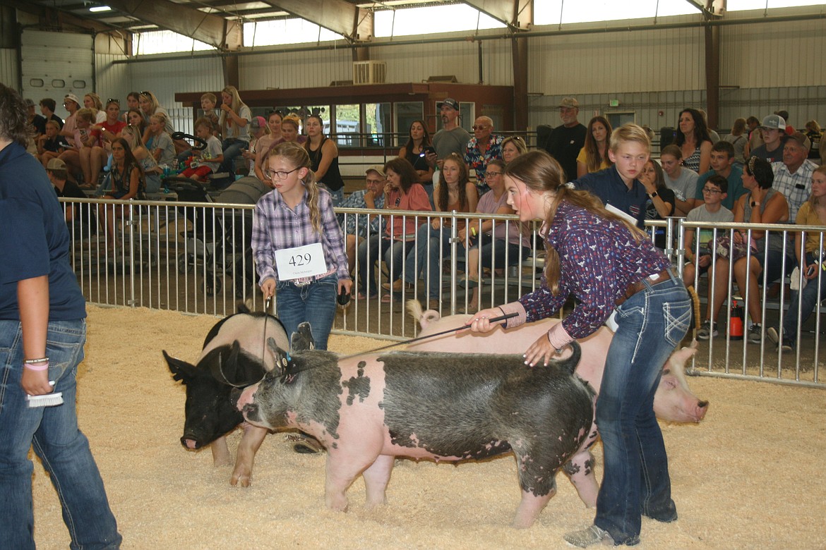 Competitors keep a watchful eye on the judge, and their pigs, during the 2022 Grant County Fair. Receipts from the annual stock sale were the highest ever, according to fair officials.