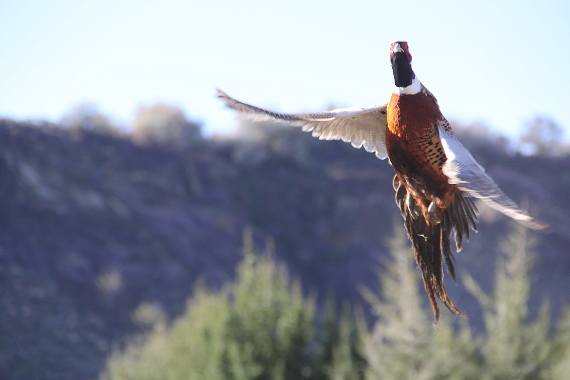 A ringnecked pheasant is pictured flying in November 2014.