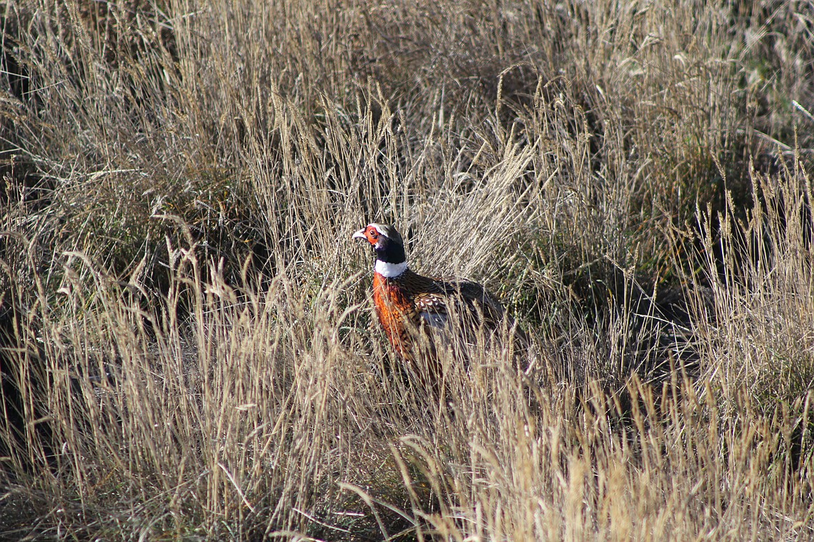A photo of a ringnecked pheasant attempts to hide in grass.