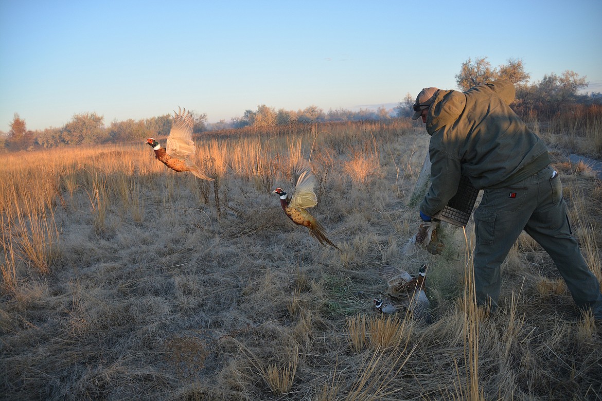 A photo of pheasant stocking at the Fort Boise Wildlife Management Area, in the southwest region of Idaho.