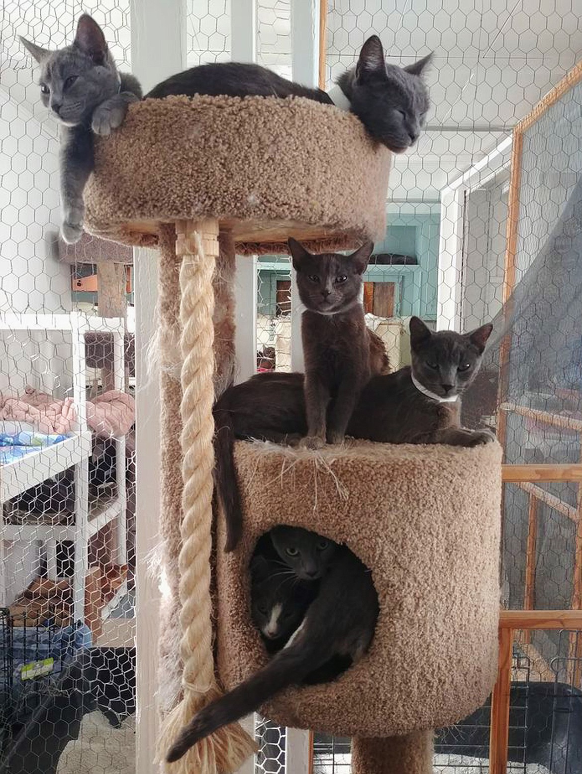 Cats enjoy safety at the Flathead Spay and Neuter Task Force after being removed from a hoarding situation a month ago. (Beadles photo)