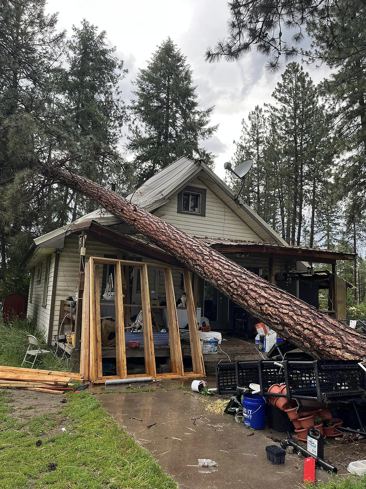 Amy Lowry's house was struck by this massive Ponderosa Pine tree back on July 2. After several months her families home is finally being repaired. (Photo provided)