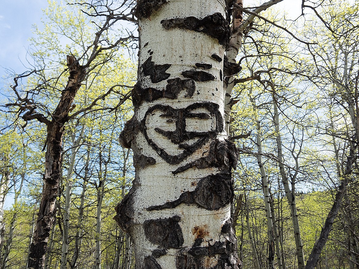 A tree marked by Joe Cosley discovered at the original site of John George “Kootenai” Brown's cabin in Waterton Lakes National Park in Canada. (photo provided)