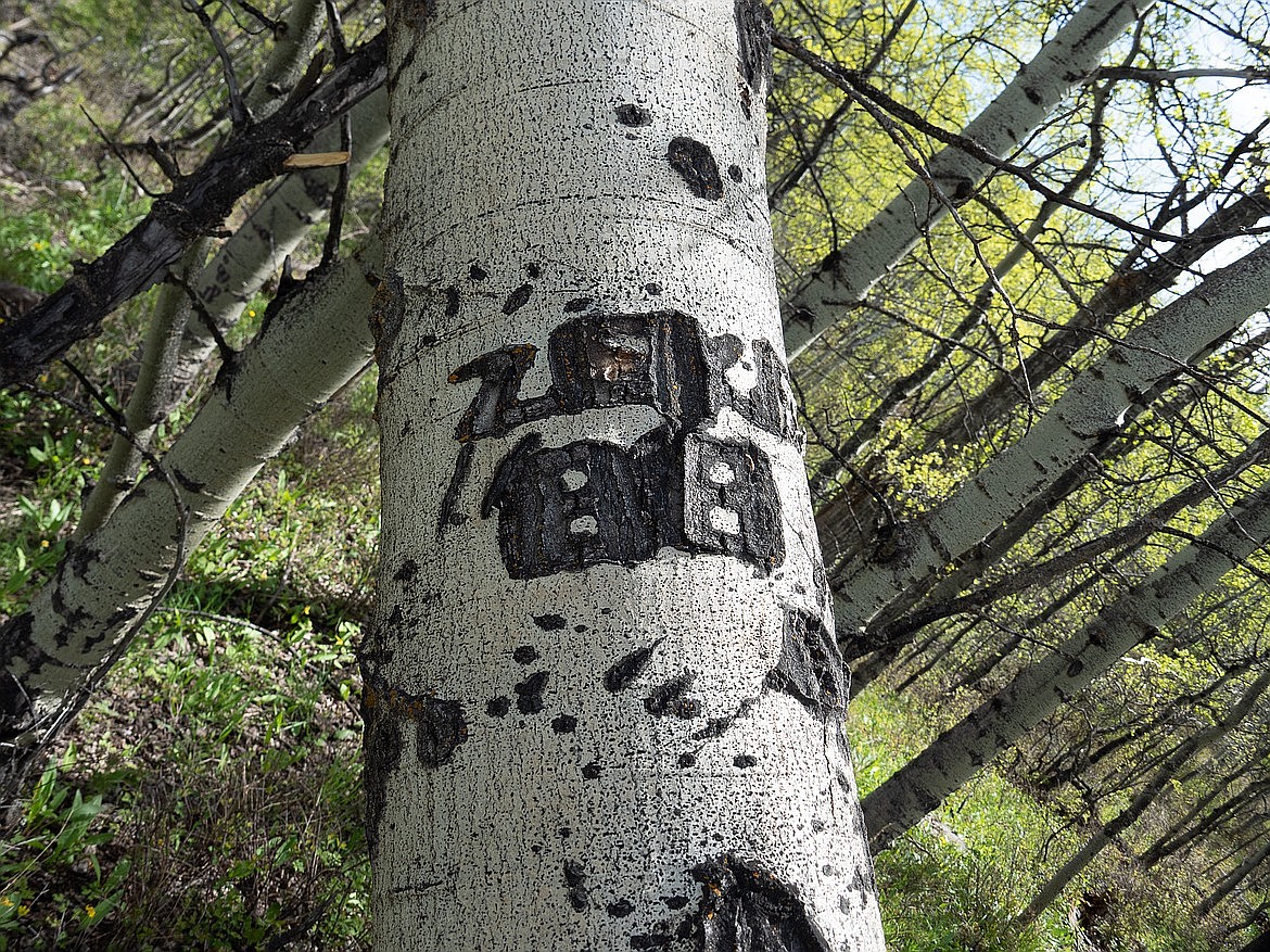 A culturally modified tree near the John George “Kootenai” Brown cabin marked with the letters ZEKE and number 88. Their meaning is unknown. (photo provided)