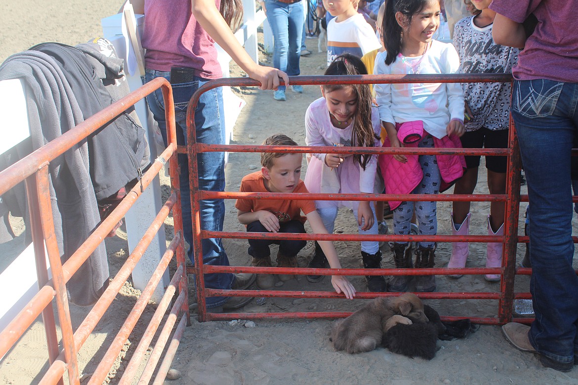 Sleeping puppies draw the attention of first-graders at First Grade Farm Day.