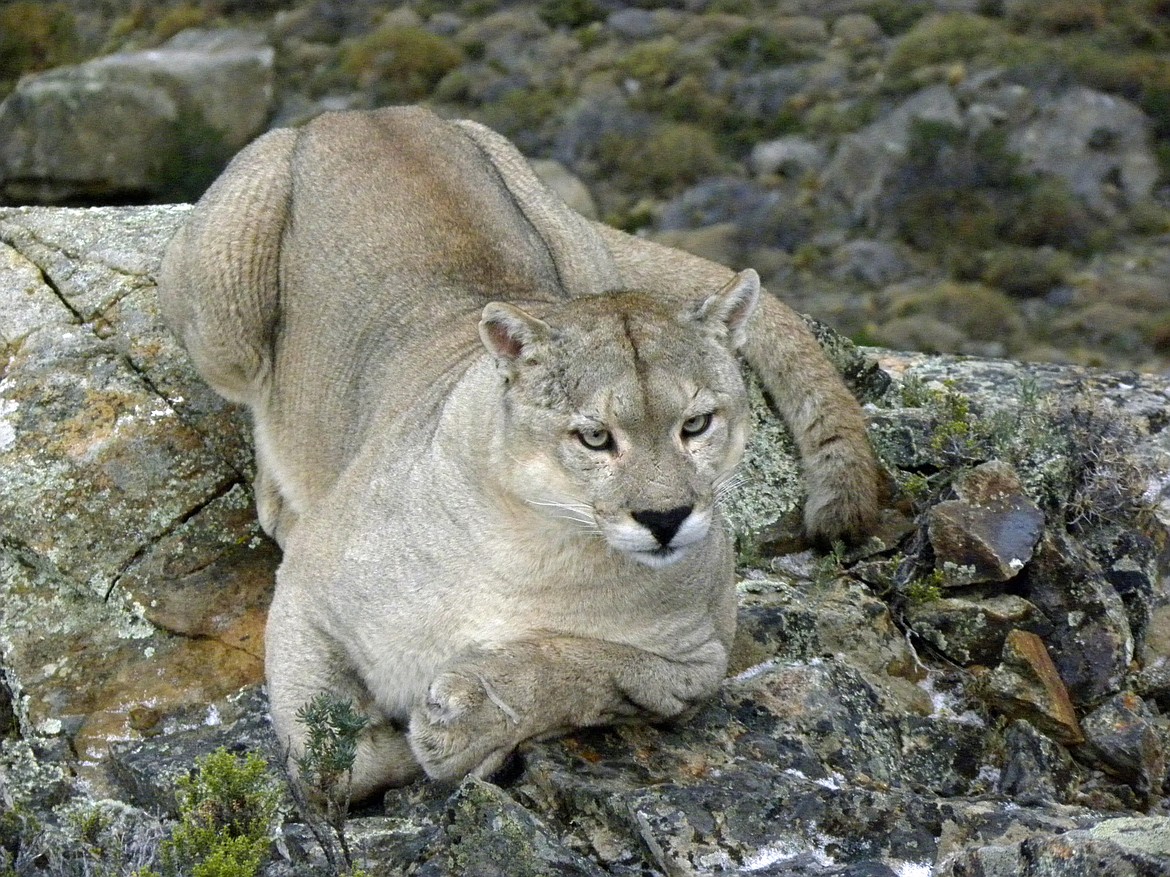Kaniksu Land Trust invited Jim Williams, wildlife biologist and mountain lion expert, to give a talk about his experiences with this elusive animal.