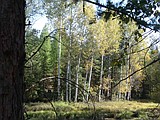 Autumn ecology, fall birding class set