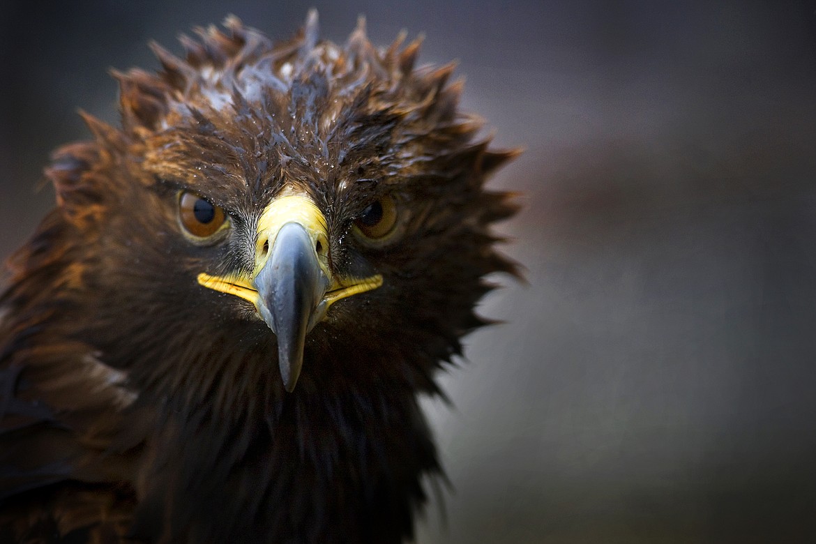 Montana wildlife officials are concerned about the possibility of an increase in avian influenza in raptors as fall hunting season ramps up. (Jeremy Weber/Daily Inter Lake)