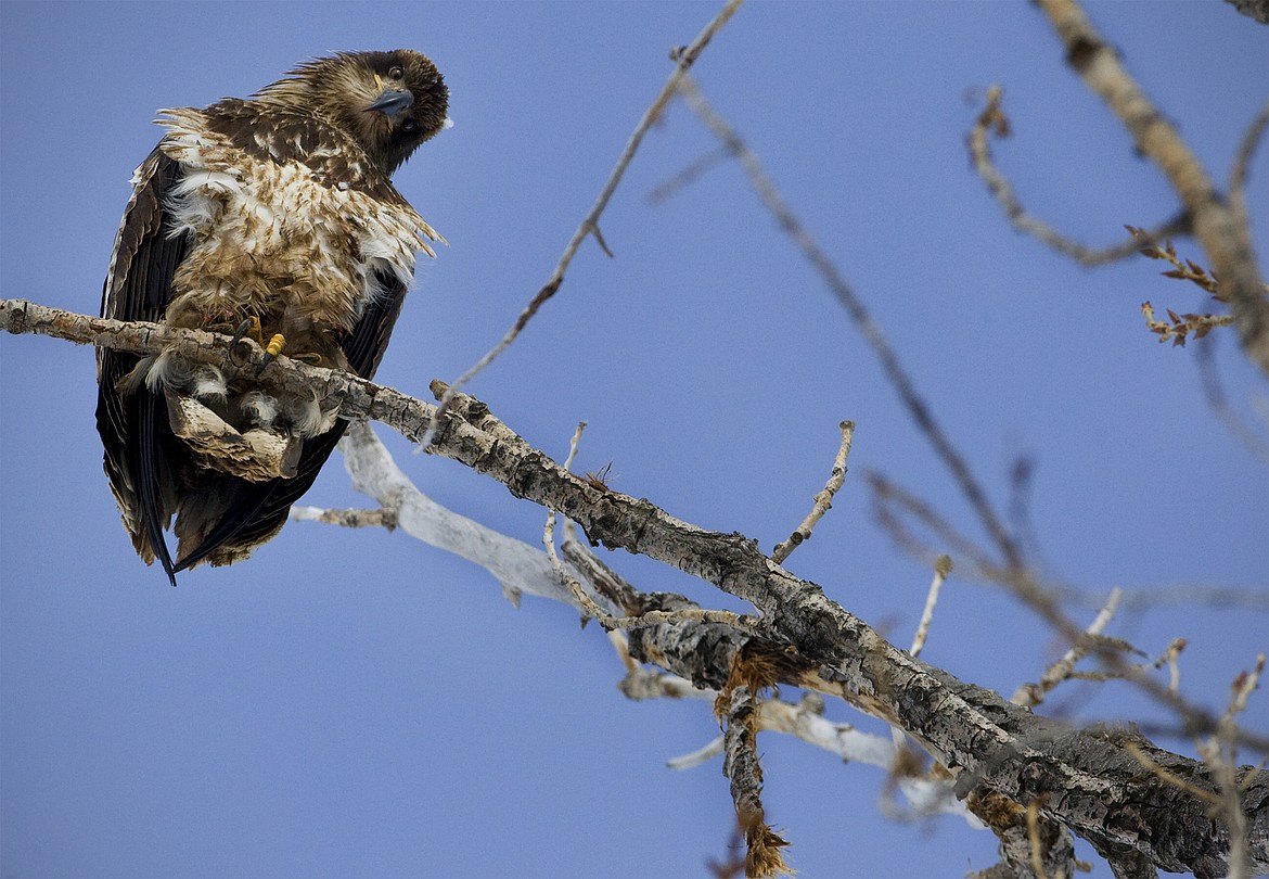 Montana wildlife officials are concerned about the possibility of an increase in avian influenza in raptors as fall hunting season ramps up. (Jeremy Weber/Daily Inter Lake)