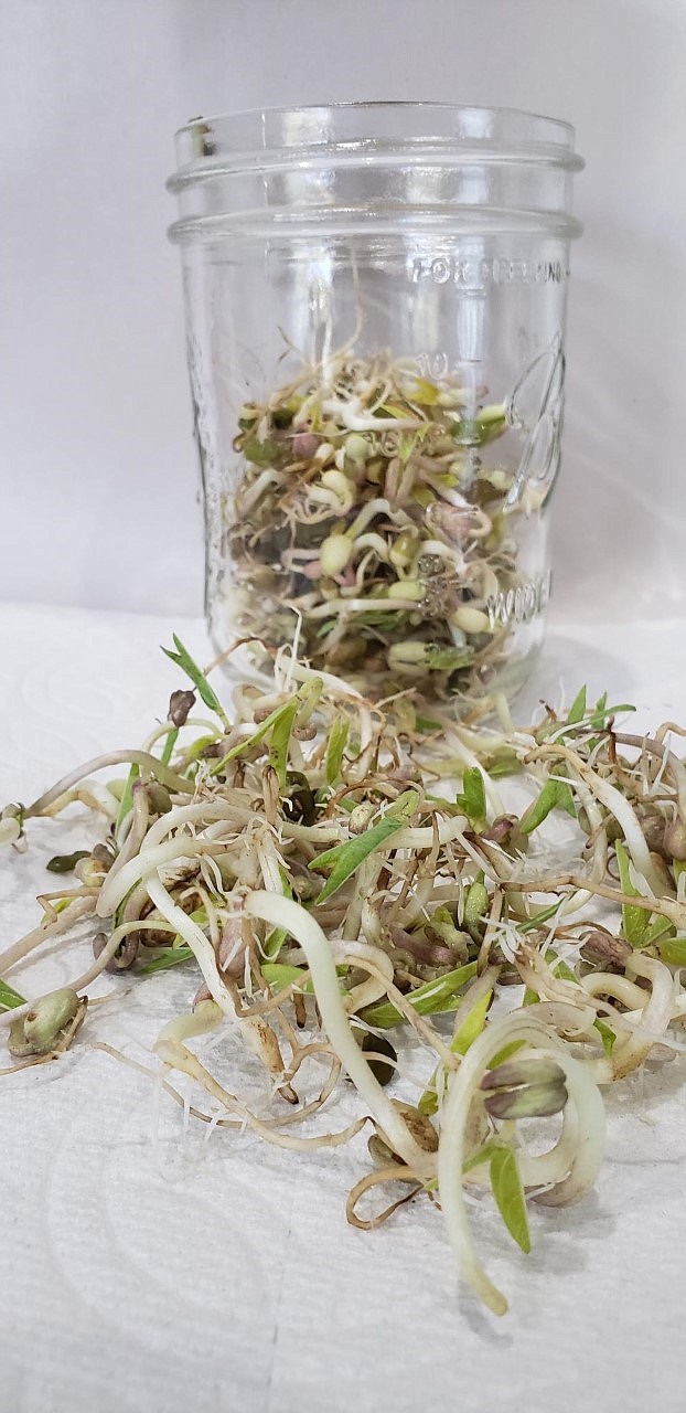 Day 7 – Sprouts have filled the jar and are ready to eat