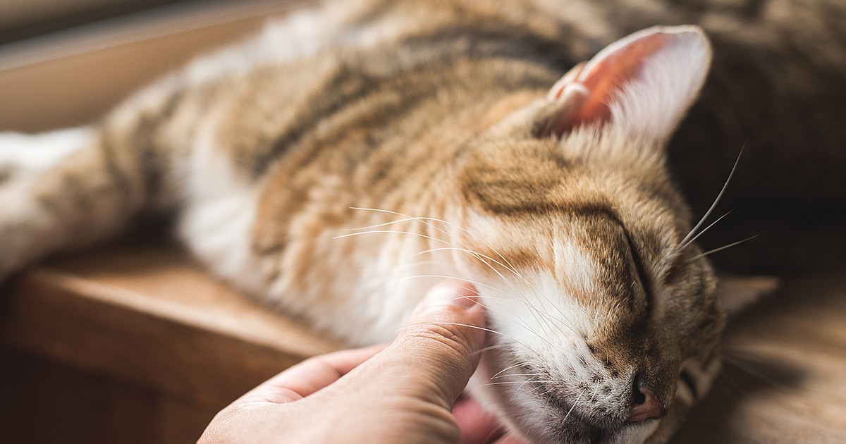 Tweet by AVMA (American Veterinary Medical Association)