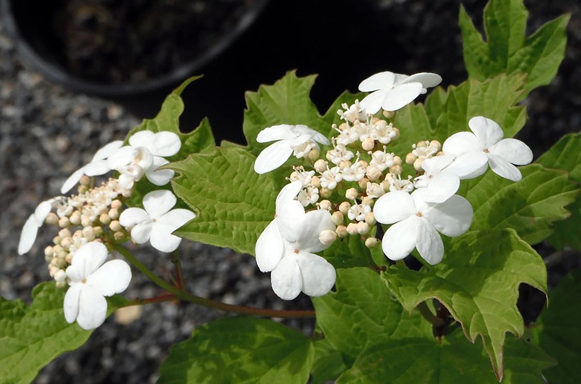 American Cranberry adapts to many soil types, but it does like a bit of moisture. Clusters of creamy white flowers appear in late spring to early summer.